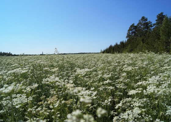 VYR: Sopimustuotannon suosio kasvaa, erikoiskasvit suunnannäyttäjinä