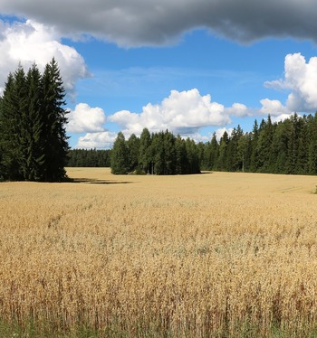 Vanhat konstit kunniaan - monipuolinen viljelykierto parantaa maan kasvukuntoa