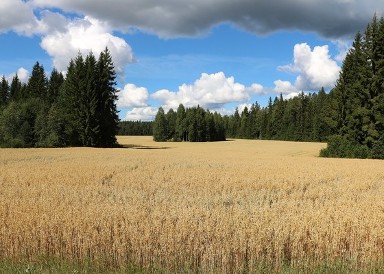 Vanhat konstit kunniaan - monipuolinen viljelykierto parantaa maan kasvukuntoa