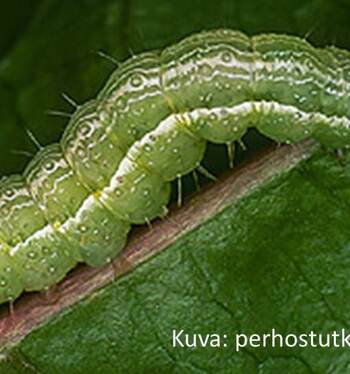 Gammayökkösten toukat järsivät kuminan taimet ja härkäpapukasvustot palkoja myöden