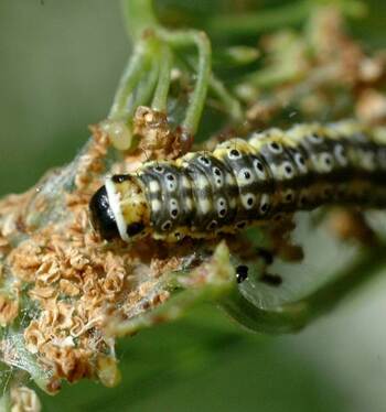 Kuminakoiperhoset heräilevät kevätaurinkoon - katso torjuntavinkit uudelta videolta